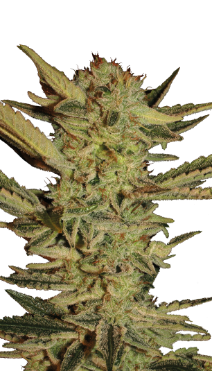 Bubble Gum Strain ® Originally Bred by Serious Seeds